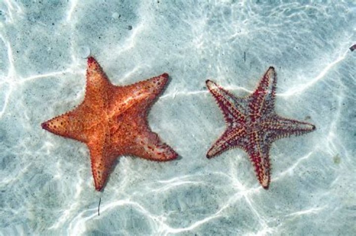 what kind of symmetry do starfish have