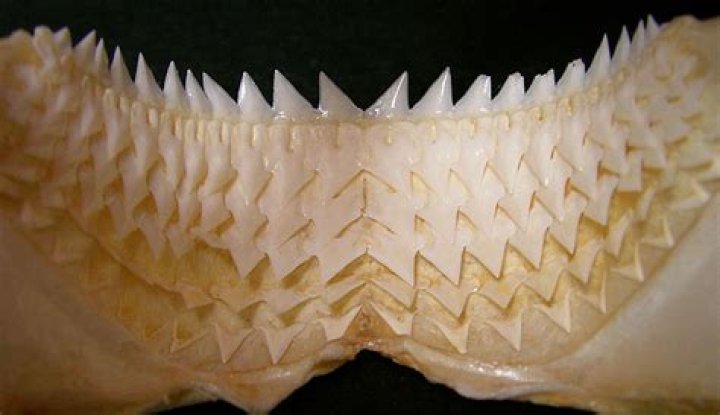 what kind of teeth do sharks have