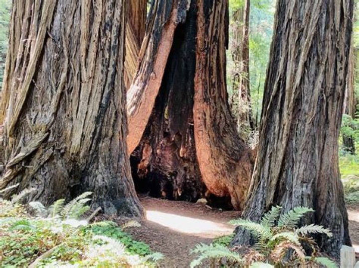 what kind of trees are in muir woods