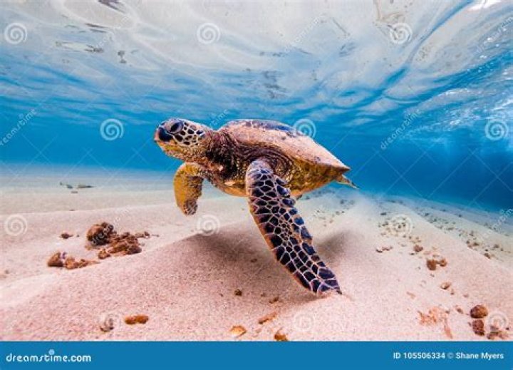 what lives in the pacific ocean