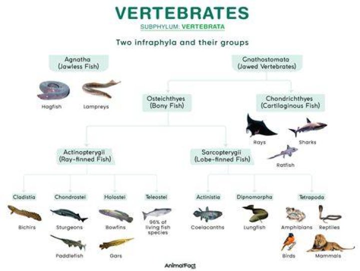 what main characteristic is shared by all vertebrates