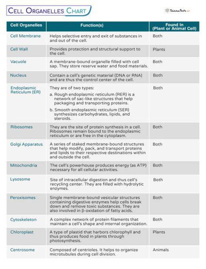 what major advantage does the presence of organelles offer eukaryotic cells?