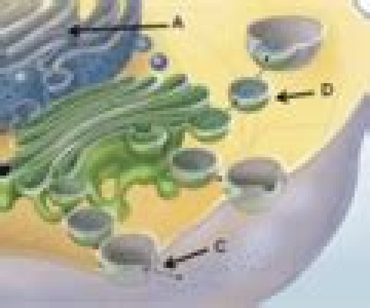 what major function occurs on the specific membranes indicated by a?