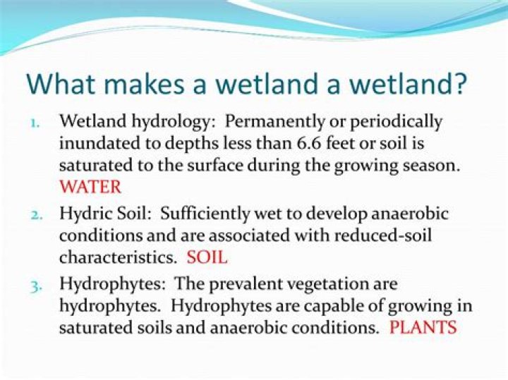 what makes a wetland a wetland