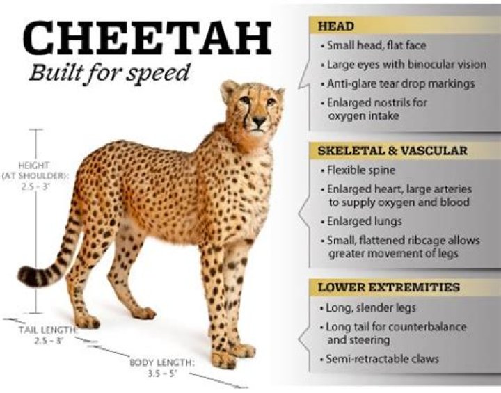 what makes cheetahs so fast