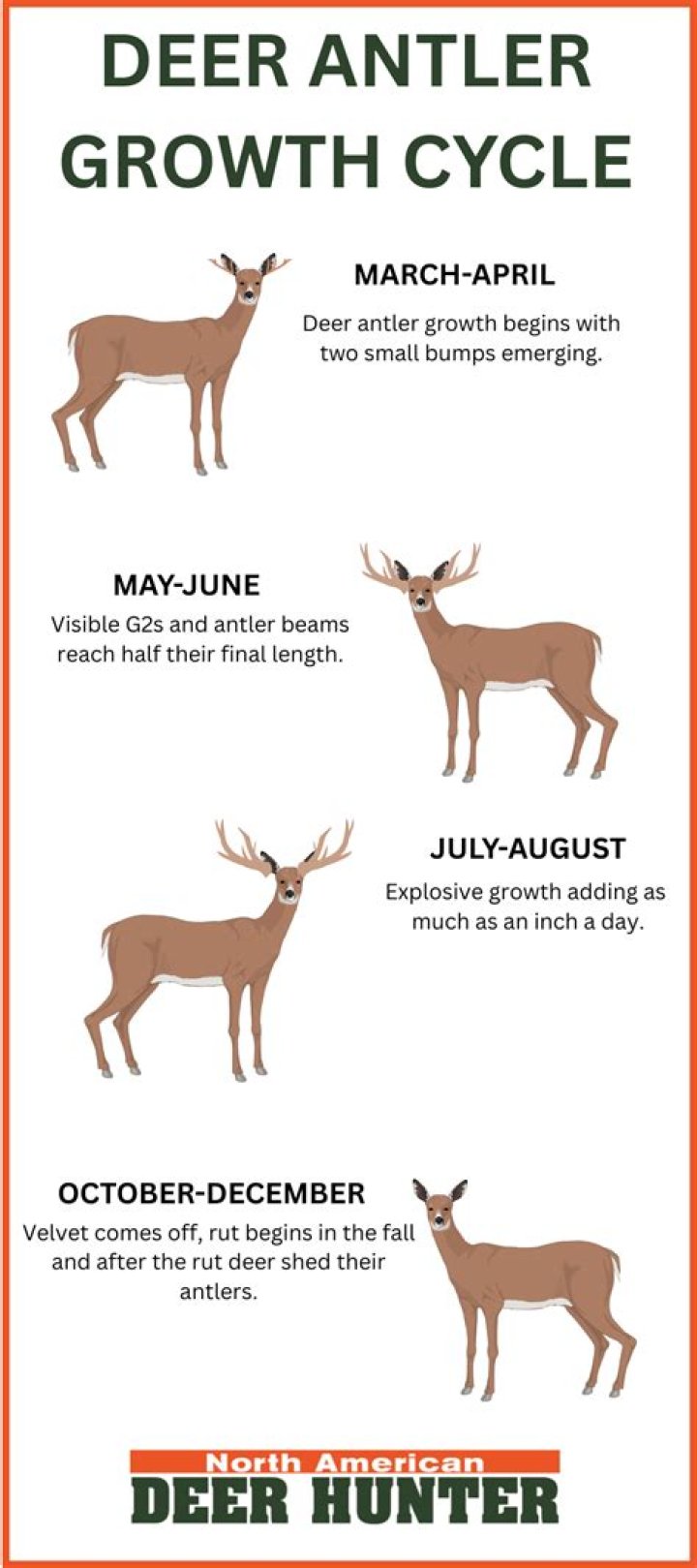 what makes deer antlers grow big