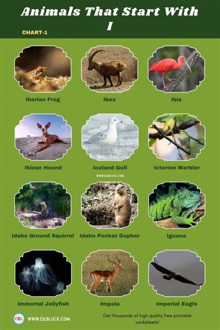 what makes identifying animals accurately a challenge?