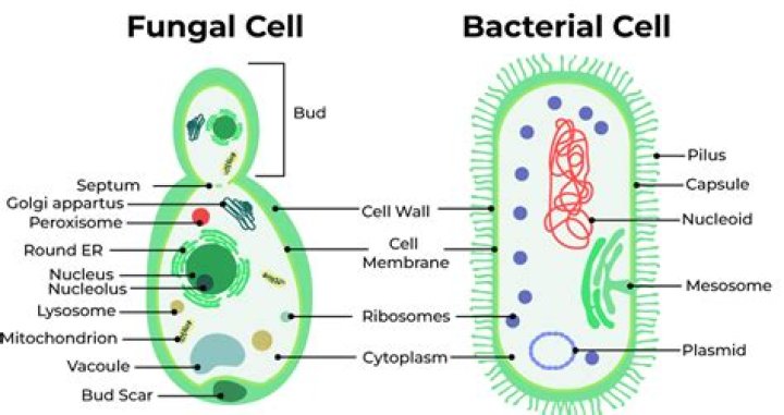what makes plants and animals different from bacteria