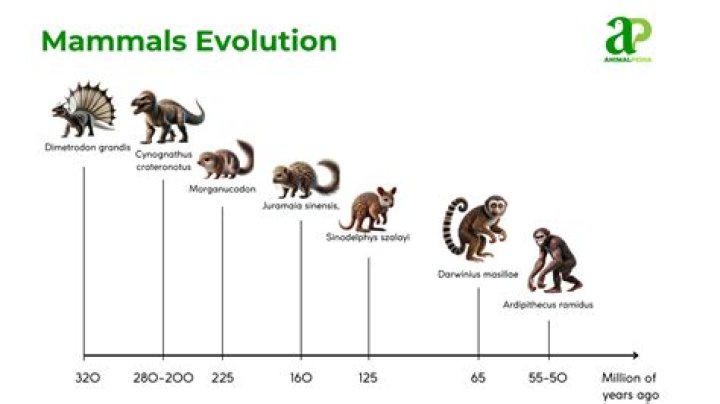 what mammal other than humans uses a computer