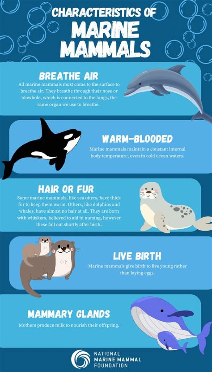 what mammals have periods - Lisbd-net.com