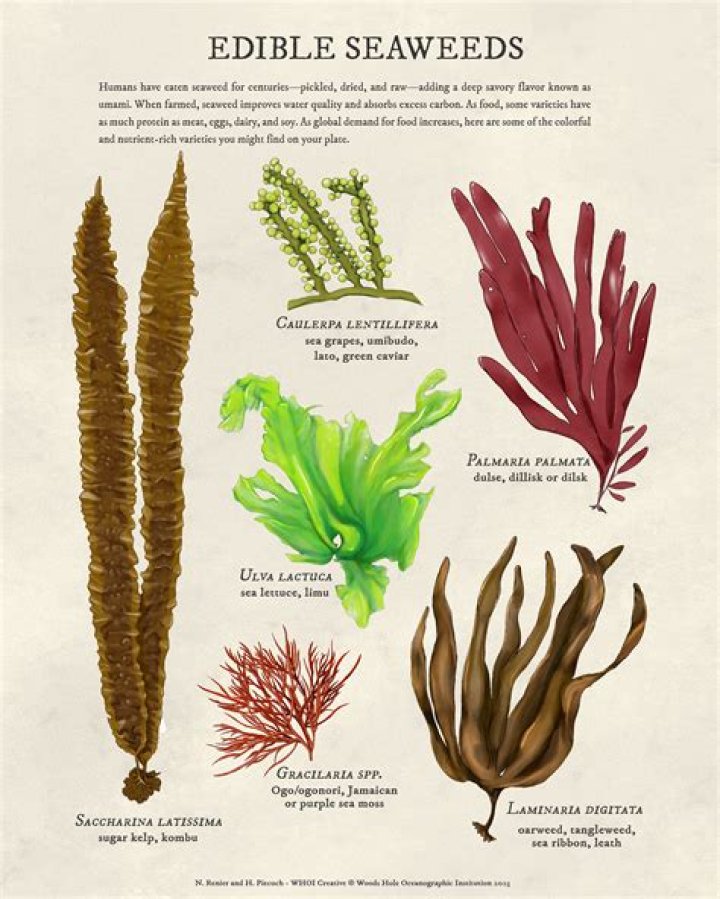 what marine animals eat seaweed