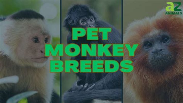 what monkeys can be pets