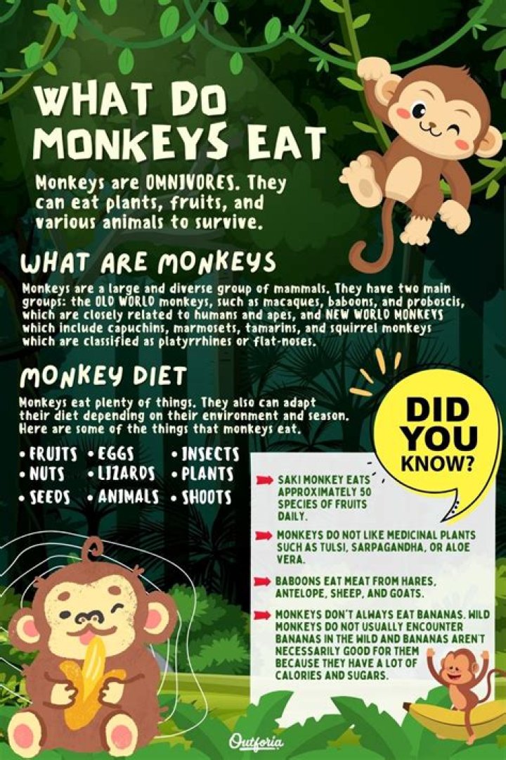 what monkeys eat meat - Lisbd-net.com