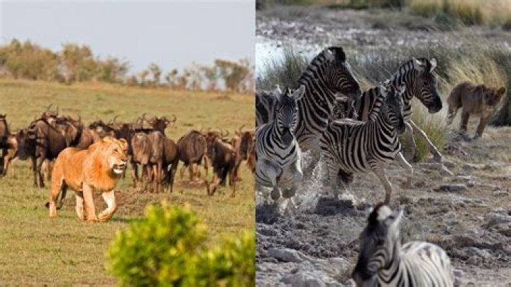 what niche do lions fill in their habitat