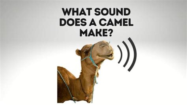 what noise does a camel make
