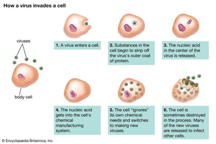 what occurs when viruses get inside cells
