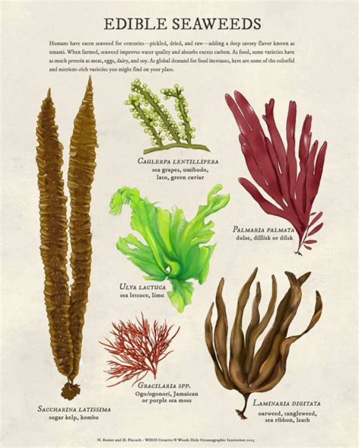What Ocean Animals Eat Seaweed - Amazing Answer 2022