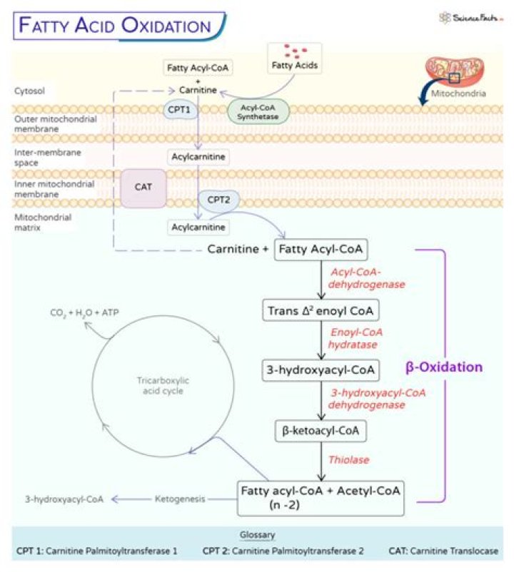 what organelle breaks down fatty acids