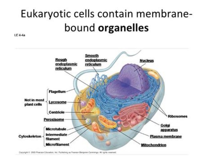 what organelles are membrane bound