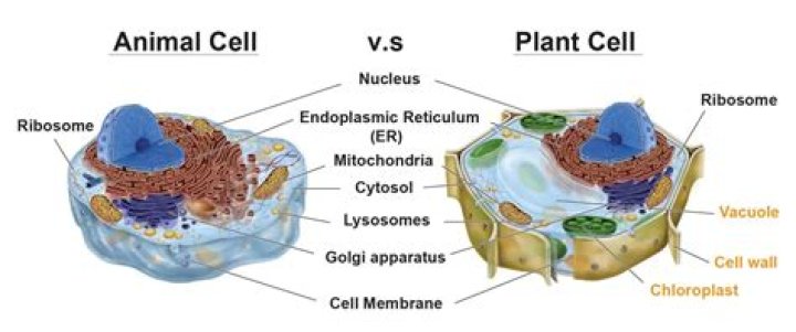 what organelles do plant and animal cells have in common