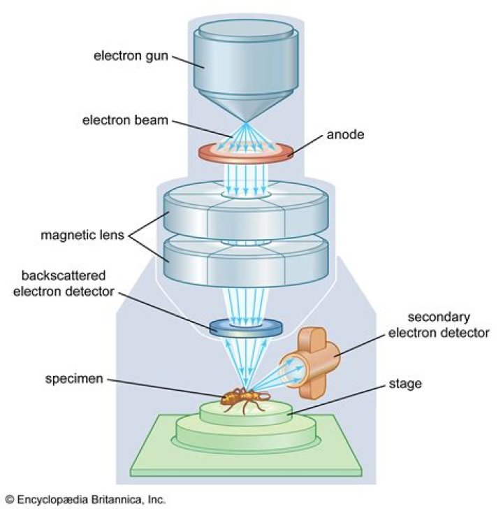what organism can only be seen with an electron microscope