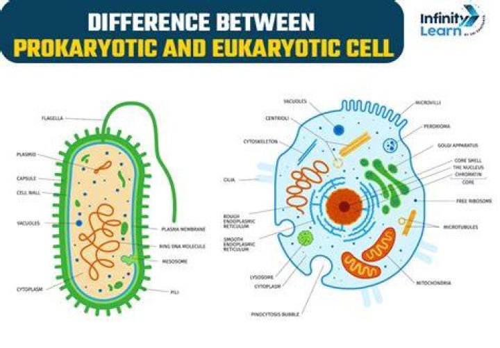 what organisms have eukaryotic cells