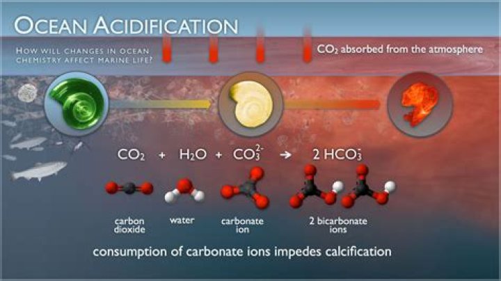 what organisms in the ocean absorb the most carbon dioxide