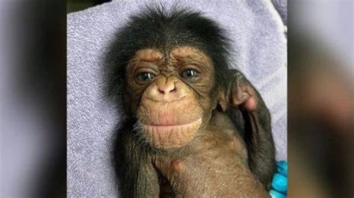 what other animals would come after the chimp