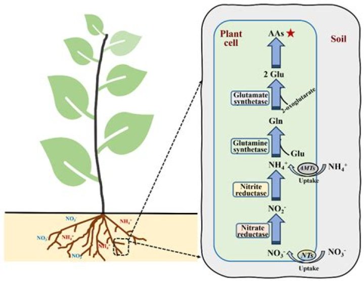 what other molecules in a cell have nitrogen in them