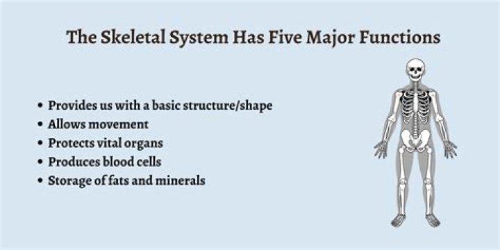 what other systems does the skeletal system work with