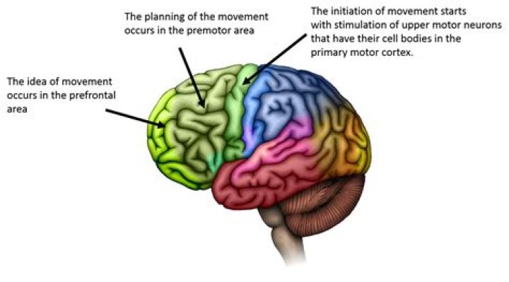 what part of the brain controls reflexes