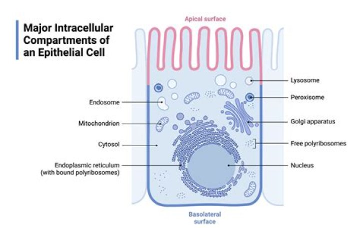 what part of the cell helps with cell reproduction