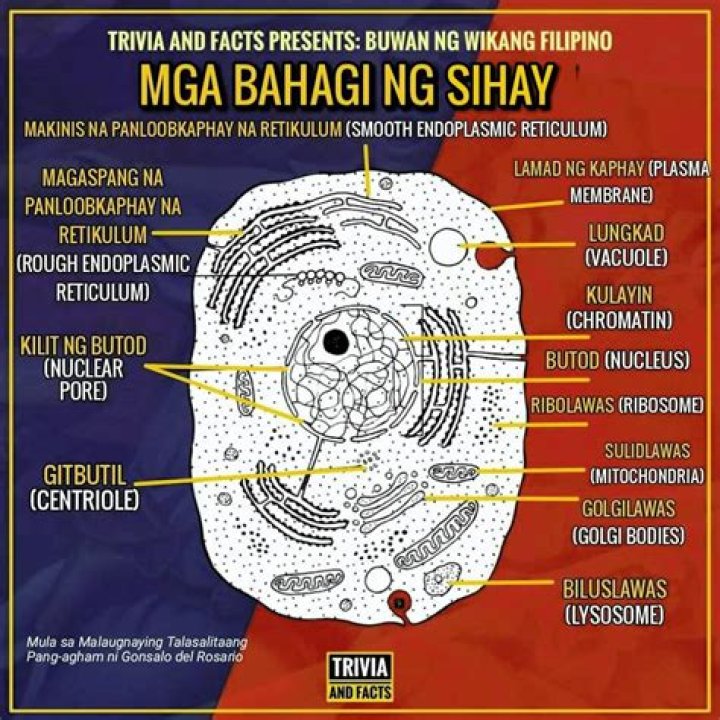 what part of the cell is responsible for breaking down and digesting things?