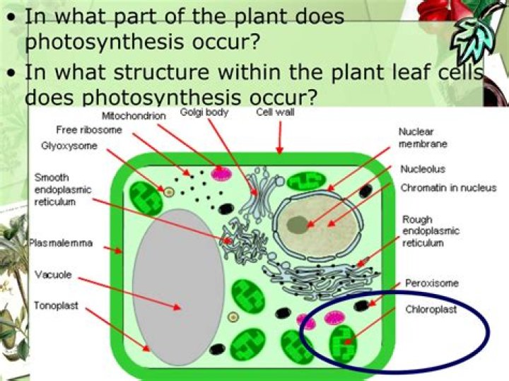 what part of the plant does photosynthesis occur
