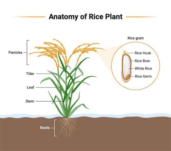 what part of the plant is rice