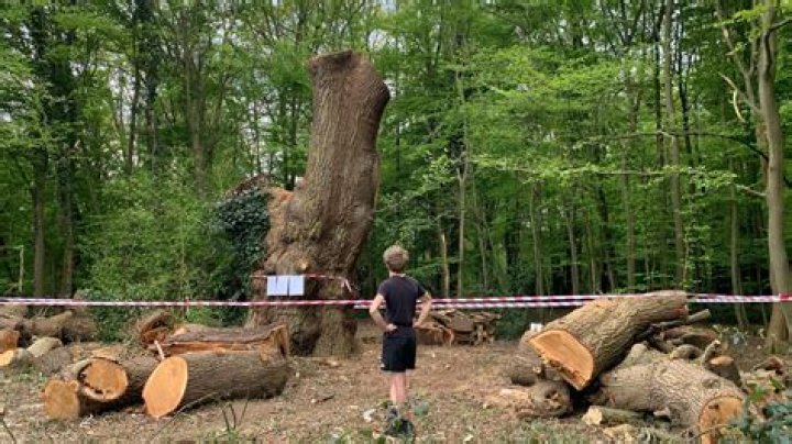 what percent of the trees cut down are used for something other than paper