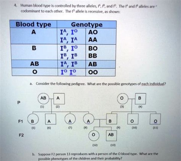 what percentage does each parent contribute to a child's genotype