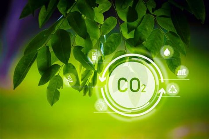 what plant absorbs the most co2