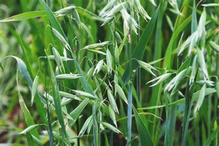 what plant do oats come from