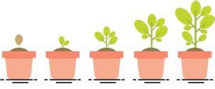what plant takes the longest to grow