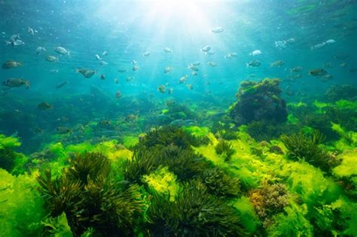 what plants are in the ocean