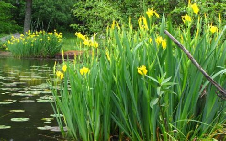 what plants grow in wetlands