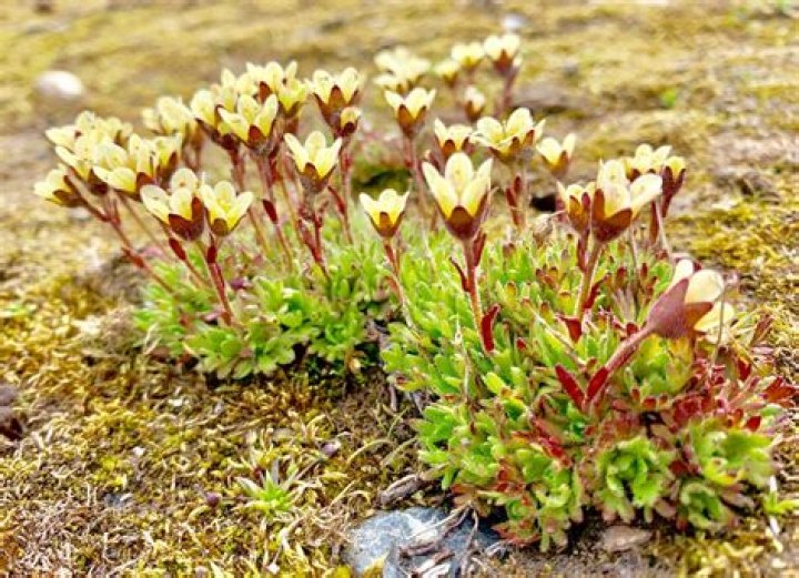 what plants live in the arctic ocean