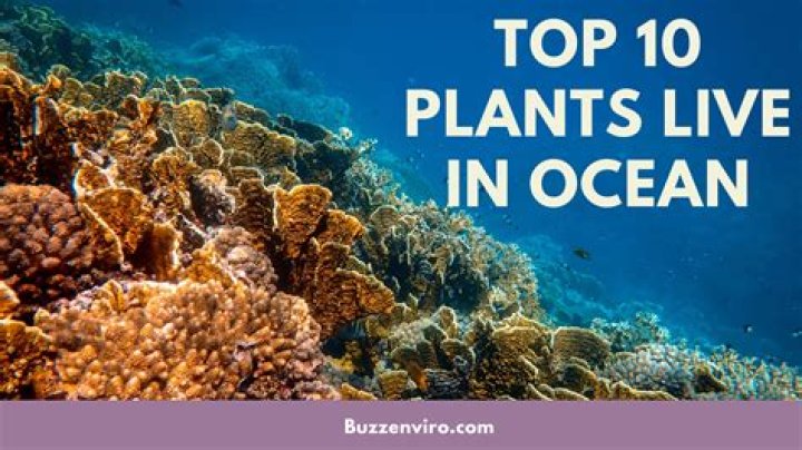 what plants live in the ocean