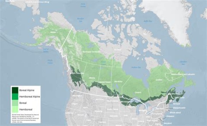 what portion of north america is covered by forests