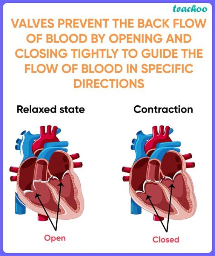 what prevents the backflow of blood in veins