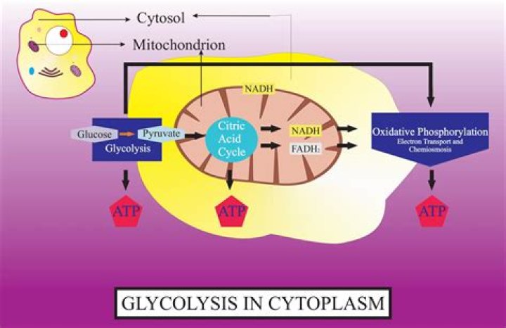 what processes occur in the cytoplasm