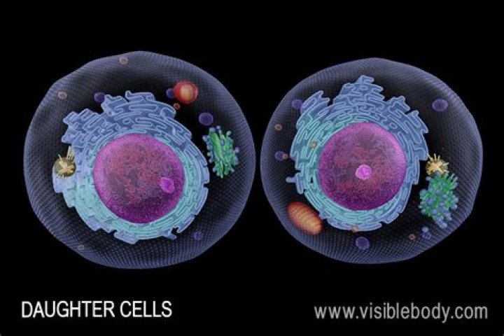 what produces genetically unique daughter cells?