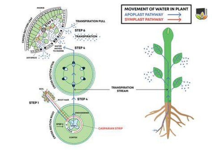 what provides the physical force to transport water from the roots to the rest of the plant body?