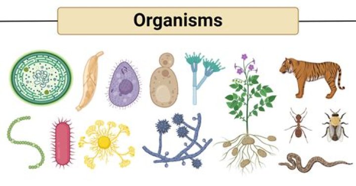 what resources do organisms compete for